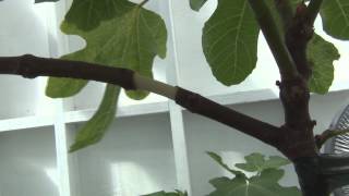 How to propagate fig trees with by air layering [upl. by Starbuck]