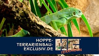 Terrarium für Fidschi Leguan  Brachylophus fasciatus [upl. by Dyol]