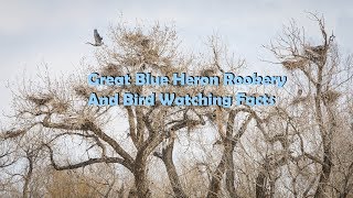 Great Blue Heron Rookery And Bird Watching Facts [upl. by Adiaros]