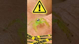 🕷️ JUMPING SPIDER IN AUSTRALIA 🇦🇺 spider australia omg [upl. by Eniamreg951]