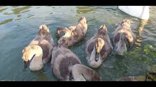 Bedford Park Cygnets  18 July 2024 [upl. by Ybrek]