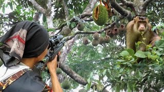 BERBURU KETIKA BERUK BESAR BERSEMBUNYI DI POHON DURIAN BERBUAH LEBAT [upl. by Leifeste]