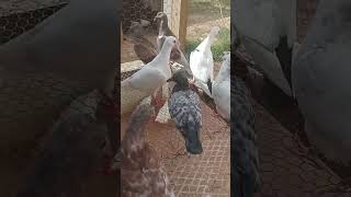 color pigeons still breeding viralvideo kabutar foryou trending pigeon warriorpigeons bird [upl. by Noakes]