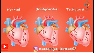 Animation on normal sinus rhythms Bradycardia and techycardia ll pathogenesis [upl. by Rodrich]