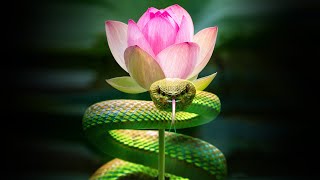 Inner Worlds Outer Worlds  Part 3  The Serpent and the Lotus [upl. by Bertine]