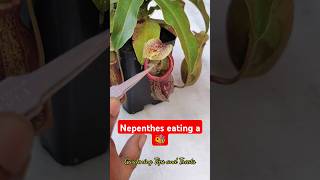 Feeding my Nepenthes a bee 🐝 nepenthesplant pitcherplants carnivorousplants nepenthes [upl. by Binnings]