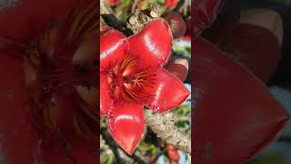 🌹¹⁵ Malvales •⁵ Family Malvaceae ◇¹ Subfamily Bombacoideae ▪︎ Semal  Observed in Description [upl. by Christophe]