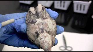 Sheep Brain Dissection Pt 1 0f 2 [upl. by Marvella367]