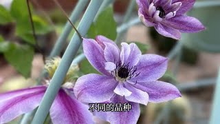 铁线莲开花后它的种子能收起来播种吗，一起来瞧瞧 [upl. by Irrac]