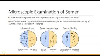 Ch 12 Seminal Fluid Analysis [upl. by Hough185]