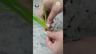 Green Scallion Onions On Kratky from Scraps to Grow Back in a Week [upl. by Clayton]