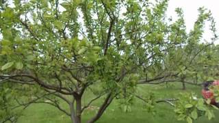 Pruning plum trees [upl. by Irrak61]