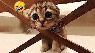 You Laugh You Lose🥰😹Funniest Dogs and Cats 2024🐶🐕 [upl. by Pineda598]