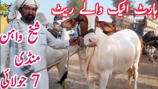 Sheikhwahan Cow Mandi Fresh Video Cholistani Nukre Ablk Gulabi Bachre  Global Village Farming [upl. by Nathanil]