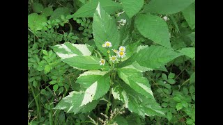 Wild Variegated Plant Hunting  Nettle [upl. by Leonard]