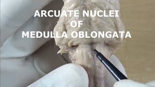 ARCUATE NUCLEI [upl. by True]