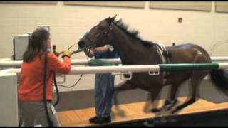 Performing Treadmill Endoscopy at Rood amp Riddle Equine Hospital [upl. by Wilona17]