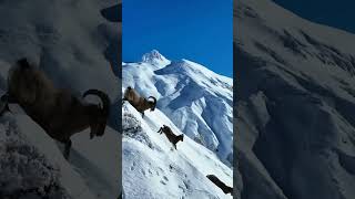 Natures Thrill Mountain Goats Sliding Down Snowy Peaksmountains nature snow goat [upl. by Seravaj]