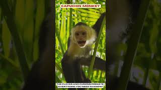 Capuchin Monkey  The Clever and Curious Primate Everything You Need to Know [upl. by Faruq]