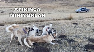 GELDİ KÖPEKLERİ BOĞUŞTURDU  DEV KÖPEĞE DALDILAR  TEK BAŞIMA AYIRMAM İMKANSIZ [upl. by Freddi]