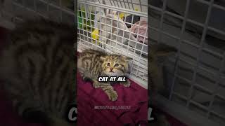 Animal Shelter Surprise  news dailynews cat cats wildcats [upl. by Howarth720]