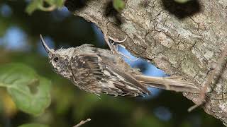 Brown Creeper Call Video Bird Songs Eastern North AmericaNature Sounds for Sleep and Relaxation [upl. by Blas]