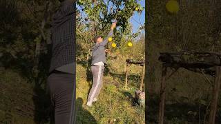 AYVA HASAD ZAMANI  quince harvest time quince ayva hasat hasatzamanı köyhayatı natural doğa [upl. by Pinto637]