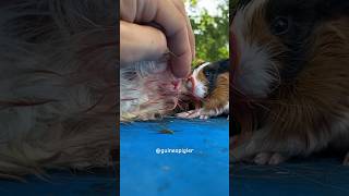 5 minutes after guinea pig birth 🙂 What do you think this is After a while the mother ate it🙂 [upl. by Raquel]