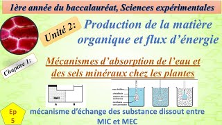 1BSEFU2CH1EP5mecanisme dechange des substance dissout entre MIC et MEC الية تبادل المواد [upl. by Evvy173]