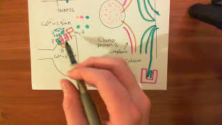 SNARE Proteins Part 5 [upl. by Rehpoitsirhc146]