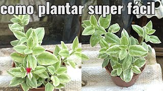 COMO PLANTAR E CULTIVA ROSINHA DO SOL VARIEGATA  APTENIA CORDIFOLIA   COMO FAZER MUDAS [upl. by Euqinomad]