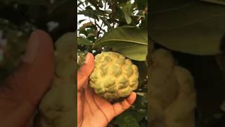 GROWING CUSTARD APPLE saplings from seedsCultivateyourpassion gardening [upl. by Gilpin]