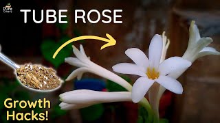 A Complete Guide On TubeRose Care  PureGreeny [upl. by Emmy]