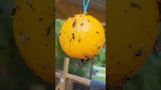 Fruit Fly Balls Fly Trap Sticky Ball Insect Ball Traps Wasp Traps FlyTrap 1m flytrapsolutions [upl. by Anneg]