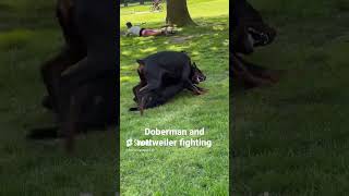 Doberman vs Rottweiler fighting [upl. by Ruthie]