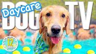 Daycare For Your Dog 🐶 Relaxing Dog Music for Separation Anxiety 🎵 Dog TV Soothing Videos for Dogs [upl. by Cressler]