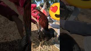 aseelmurga asil rooster murga viralvideo video ayam [upl. by Mccallum]