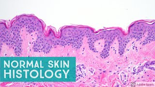 Normal Skin Histology  Explained by a Dermatopathologist [upl. by Inot]