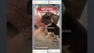 Gizmo the Frenchie amp his BOAS Story [upl. by Adnar]