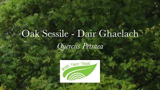 Oak Sessile  Dair ghaelach Quercus petraea [upl. by Agnella256]