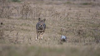 20 Coyotes Down in One Night [upl. by Akahc961]