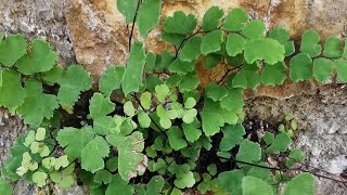 Adiantum capillusveneris ή Αδίαντο η κόμη της Αφροδίτης πολυτρίχι [upl. by Anoerb]