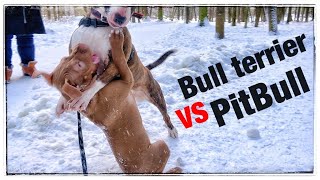 Bull Terrier vs pit bull puppy [upl. by Stalder]