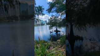 Double Crested Cormorants Beaks Open Anhinga Cypress Tree Cabbage Palm amp Fountain Lake Eola Park [upl. by Annekcm]