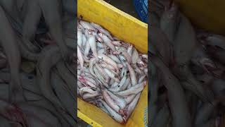 Trending food odalarevu fishfood shortsviral minivlog howtomakefishfryrecipe food [upl. by Terraj349]