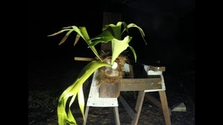 Staghorn Fern Cutting Time Lapse  8 months [upl. by Abigail]