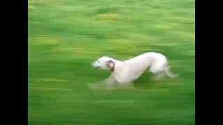 Whippet running at speed close up [upl. by Godfrey132]