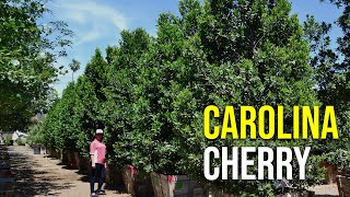 Lush Green Hedge Material for Extreme Privacy The Carolina Cherry [upl. by Cort]