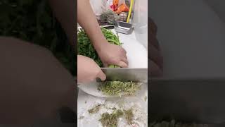 Chrysanthemum root cutting process [upl. by Jaime]