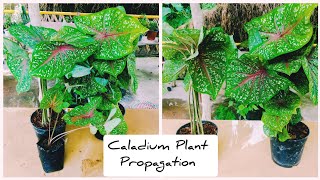 How To Propagate Caladium Plant  Caladium Propagation [upl. by Hartill]